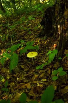 One mushroom toadstool grows among the fallen leaves under the tree. Autumn Photos