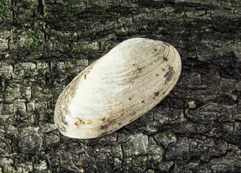 One mussel Stock Photos