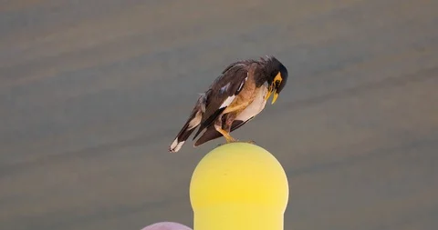 One mynah clean feathers Stock Footage 123953689