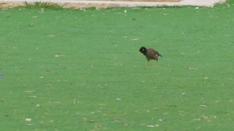 One mynah on grass Stock Footage 93863387