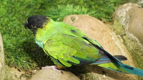 One Nanday Parakeet Bird Perched on Stone by Green Gress. (Aratinga 스톡 동영상 265129451