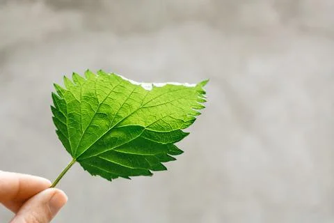 One nettle leaf in hand Stock Photos