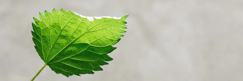 One nettle leaf in hand Stock Photos