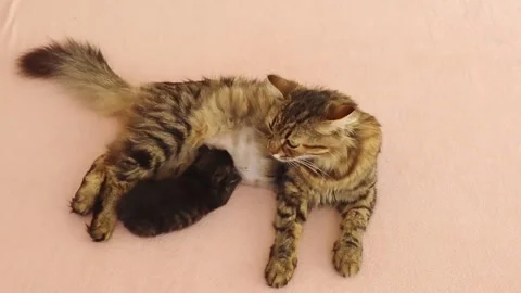 One newborn kitten drinks milk from its mothers cat on the bed. Stock Footage 327557106
