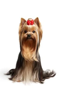 One nice dog Stock Photos