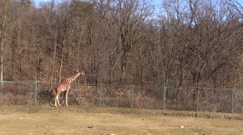 One nice giraffe in the park Stock Footage 46197363