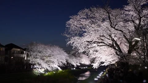 One-Night Cherry Blossom Illumination along the Nogawa River in Chofu, Tokyo, Ja 動画素材 342145773