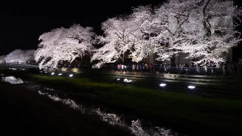 One-Night Cherry Blossom Illumination along the Nogawa River in Chofu, Tokyo, Ja Vidéo 342145774