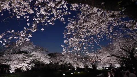One-Night Cherry Blossom Illumination along the Nogawa River in Chofu, Tokyo, Ja 스톡 동영상 342145796