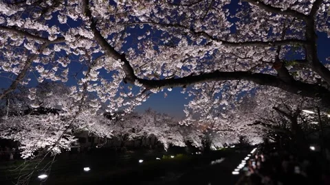 One-Night Cherry Blossom Illumination along the Nogawa River in Chofu, Tokyo, Ja Vídeos de archivo 342145799