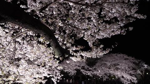 One-Night Cherry Blossom Illumination along the Nogawa River in Chofu, Tokyo, Ja Stock-Footage 342145801