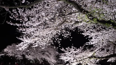 One-Night Cherry Blossom Illumination along the Nogawa River in Chofu, Tokyo, Ja Stock Footage 342145806