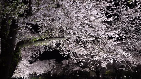 One-Night Cherry Blossom Illumination along the Nogawa River in Chofu, Tokyo, Ja Stock Footage 342145810