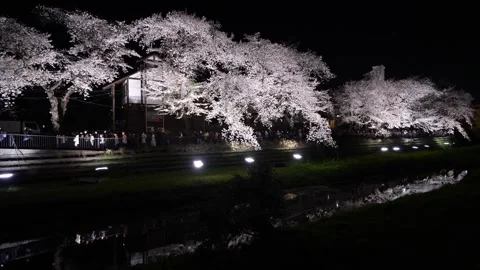 One-Night Cherry Blossom Illumination along the Nogawa River in Chofu, Tokyo, Ja Vídeos de archivo 342145816