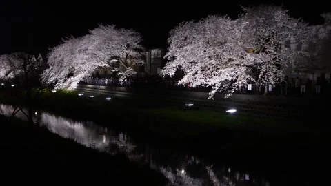 One-Night Cherry Blossom Illumination along the Nogawa River in Chofu, Tokyo, Ja Video stock 342145831