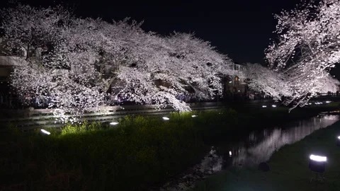 One-Night Cherry Blossom Illumination along the Nogawa River in Chofu, Tokyo, Ja 스톡 동영상 342145833