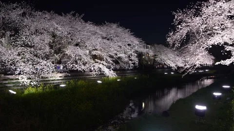 One-Night Cherry Blossom Illumination along the Nogawa River in Chofu, Tokyo, Ja Vidéo 342145842