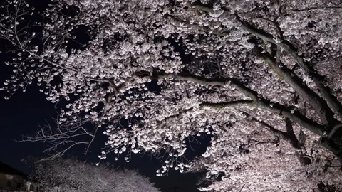 One-Night Cherry Blossom Illumination along the Nogawa River in Chofu, Tokyo, Ja 스톡 동영상 342145845