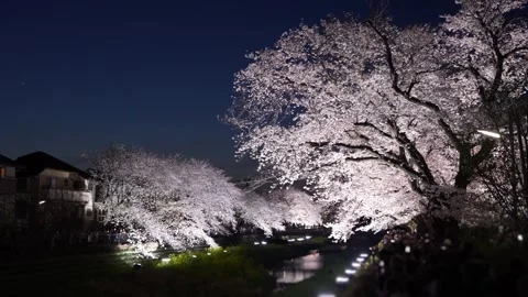 One-Night Cherry Blossom Illumination along the Nogawa River in Chofu, Tokyo, Ja Video stock 342145852