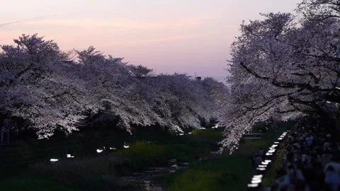 One-Night Cherry Blossom Illumination along the Nogawa River in Chofu, Tokyo, Ja 스톡 동영상 342145856