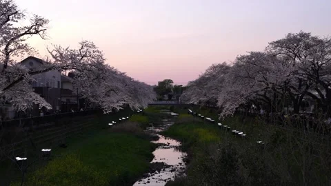 One-Night Cherry Blossom Illumination along the Nogawa River in Chofu, Tokyo, Ja Stock Footage 342145868
