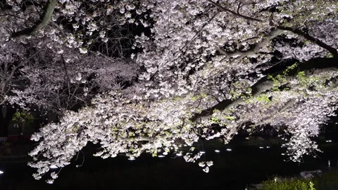 One-Night Cherry Blossom Illumination along the Nogawa River in Chofu, Tokyo, Ja Stock Footage 342145871