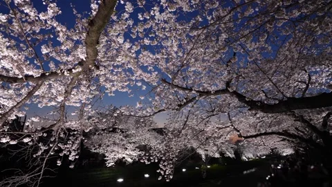 One-Night Cherry Blossom Illumination along the Nogawa River in Chofu, Tokyo, Ja 스톡 동영상 342145873