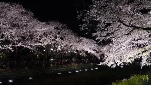 One-Night Cherry Blossom Illumination along the Nogawa River in Chofu, Tokyo, Ja Video stock 342145893