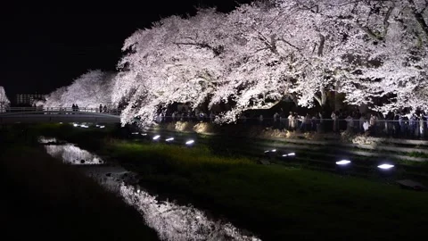 One-Night Cherry Blossom Illumination along the Nogawa River in Chofu, Tokyo, Ja Stock-Footage 342145899