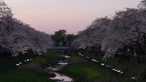 One-Night Cherry Blossom Illumination along the Nogawa River in Chofu, Tokyo, Ja Vídeos de archivo 342145903