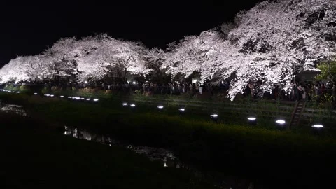 One-Night Cherry Blossom Illumination along the Nogawa River in Chofu, Tokyo, Ja Stock-Footage 342145916