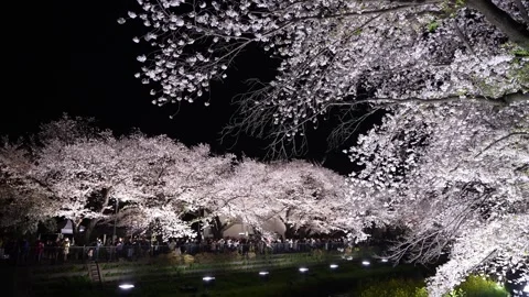 One-Night Cherry Blossom Illumination along the Nogawa River in Chofu, Tokyo, Ja Video stock 342145926