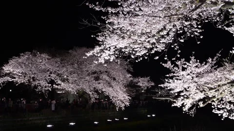 One-Night Cherry Blossom Illumination along the Nogawa River in Chofu, Tokyo, Ja Video stock 342145949