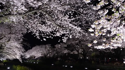 One-Night Cherry Blossom Illumination along the Nogawa River in Chofu, Tokyo, Ja 스톡 동영상 342145952