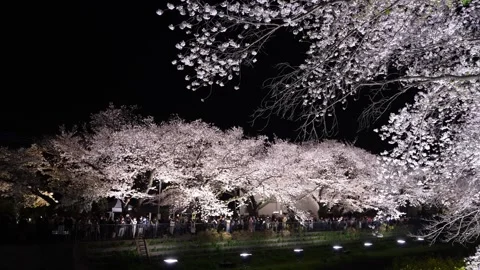 One-Night Cherry Blossom Illumination along the Nogawa River in Chofu, Tokyo, Ja Stock-Footage 342145953