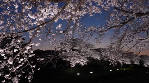One-Night Cherry Blossom Illumination along the Nogawa River in Chofu, Tokyo, Ja Video stock 342145957