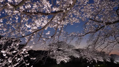 One-Night Cherry Blossom Illumination along the Nogawa River in Chofu, Tokyo, Ja 스톡 동영상 342145968