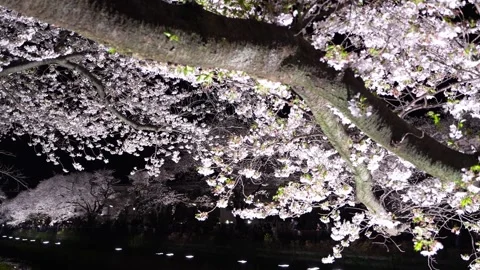 One-Night Cherry Blossom Illumination along the Nogawa River in Chofu, Tokyo, Ja Video stock 342145976