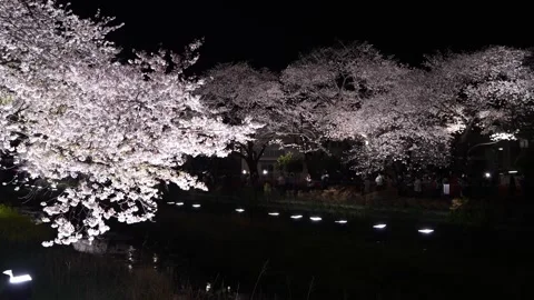 One-Night Cherry Blossom Illumination along the Nogawa River in Chofu, Tokyo, Ja Stock-Footage 342145982