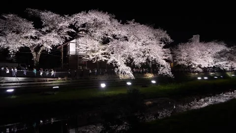 One-Night Cherry Blossom Illumination along the Nogawa River in Chofu, Tokyo, Ja Video stock 342145983