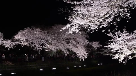 One-Night Cherry Blossom Illumination along the Nogawa River in Chofu, Tokyo, Ja Video stock 342145993