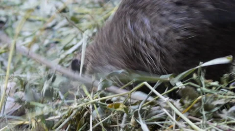 One Nutria Digging Dry Grass Stockbeeldmateriaal 64946010