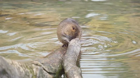 One Nutria washes it's self while sitting on a branch in the pond Video stock 221183064