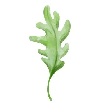 One oak leaf on white background, watercolor illustration Stock Illustration