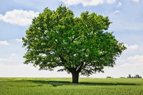 One oak tree Stock Photos