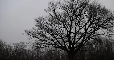 One oak tree without leaves in the autumn season against the background of a Video stock 321131912