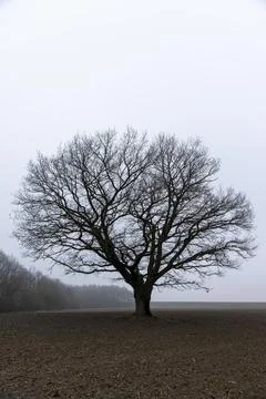 One oak tree without leaves in the autumn season against the background of .. Stock Photos