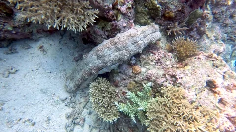 One of the ocean's most bizarre animals moves over the coral Vídeo Stock 272565633