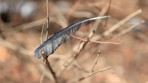 One old black crown feather wind nobody hd footage Stock Footage 105511000