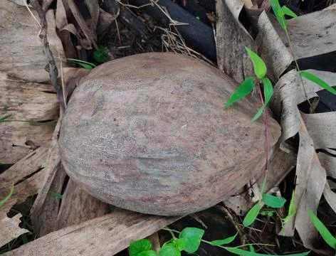 ONE OLD COCONUT FALL FROM TREE NATURALLY ON AGRICULTURAL LAND Stock Photos